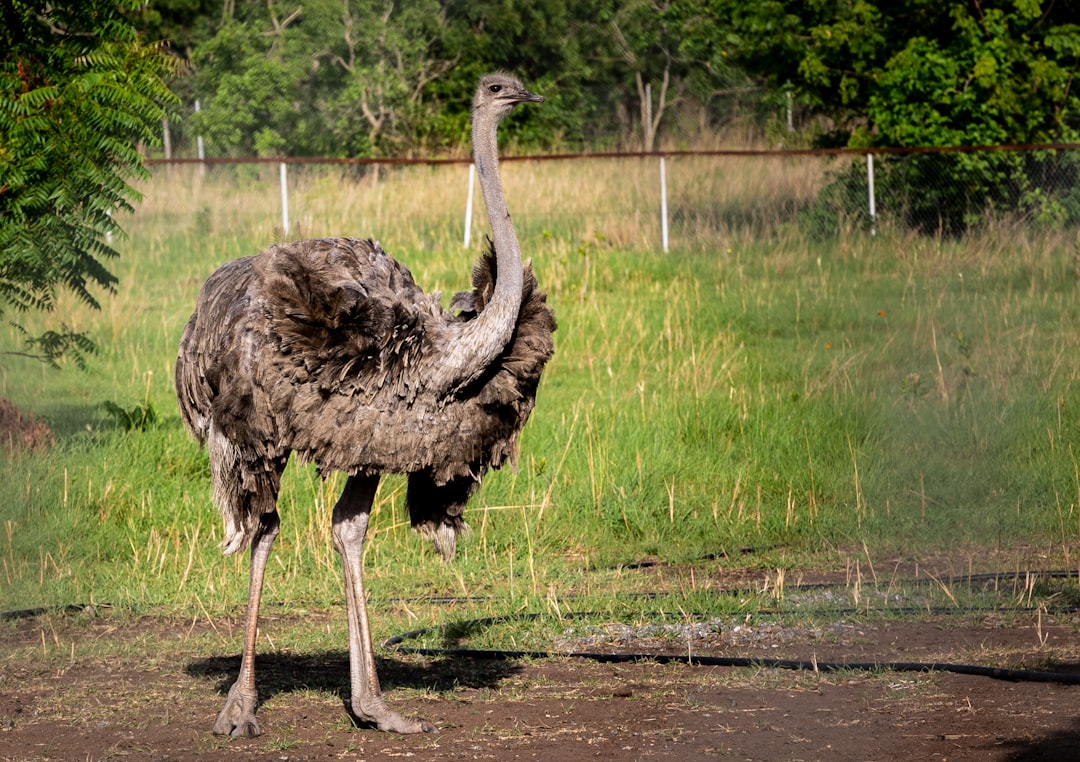  ostrich on green grass field during daytime ostrich