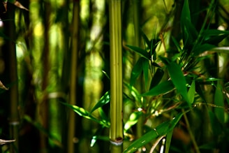 A close-up of bamboo stalks in a lush green forest under soft sunlight.