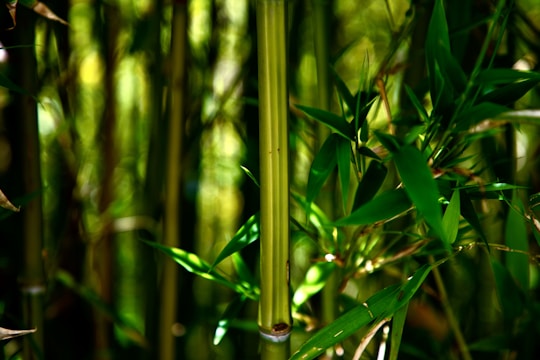 Close-up of technicians measuring bamboo moisture in a lush forest setting.