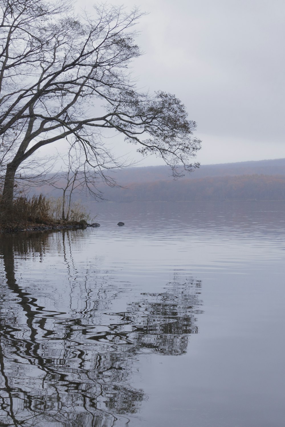 bare tree on body of water during daytime