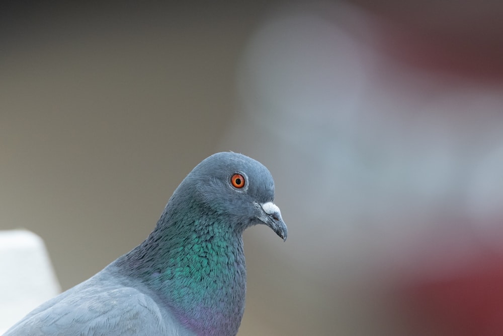 blue and white bird in close up photography