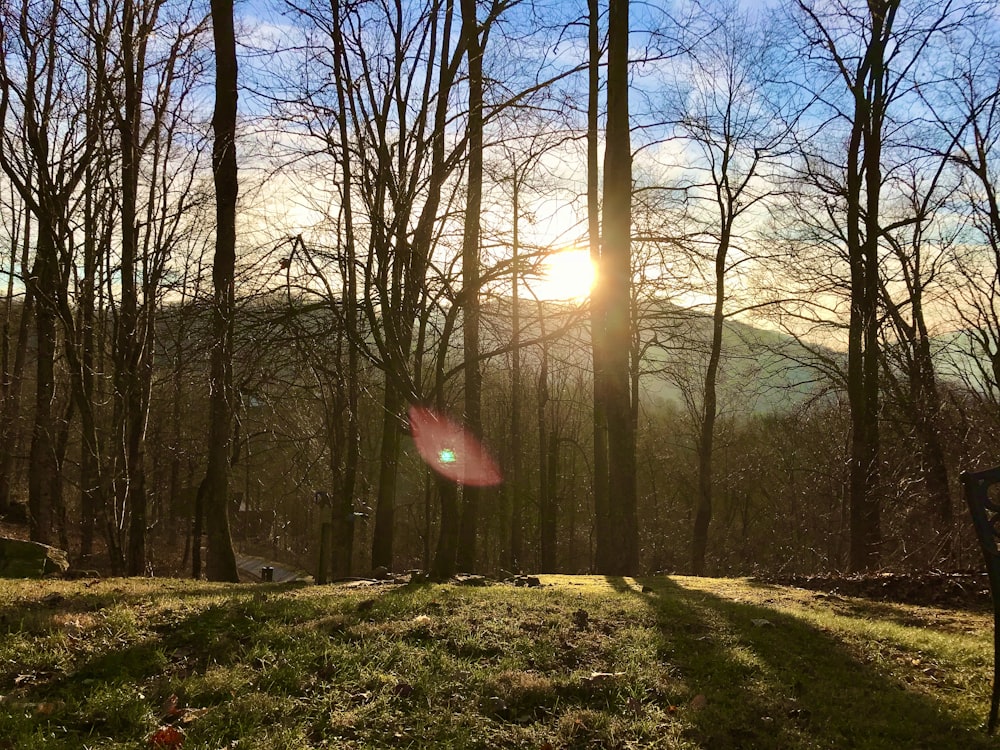 Campo de hierba verde con árboles desnudos durante el día