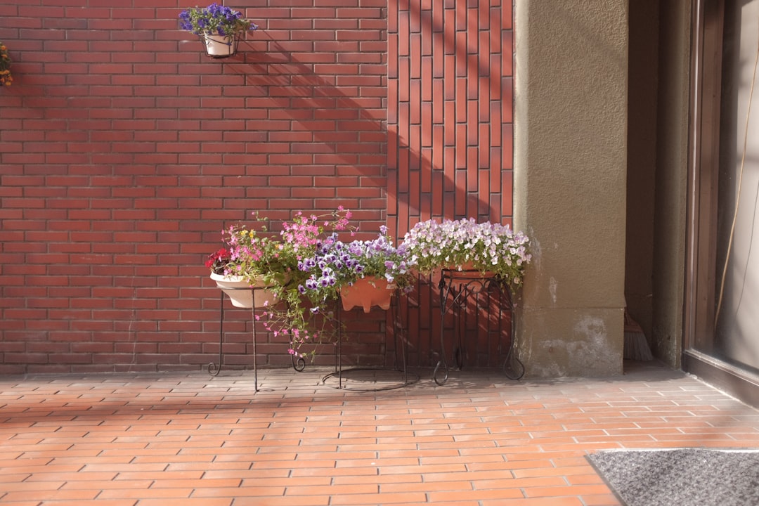 red and white flowers on brown clay pot