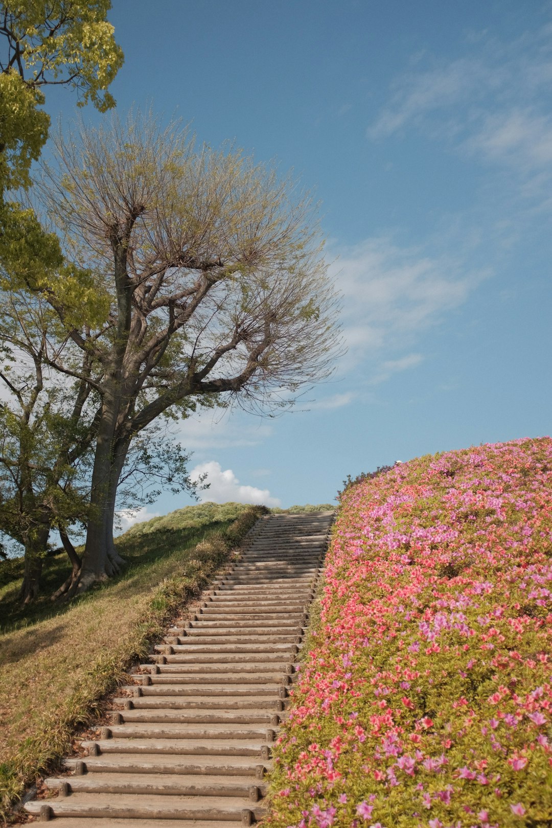 brown and green trees beside brown concrete pathway under blue sky during daytime