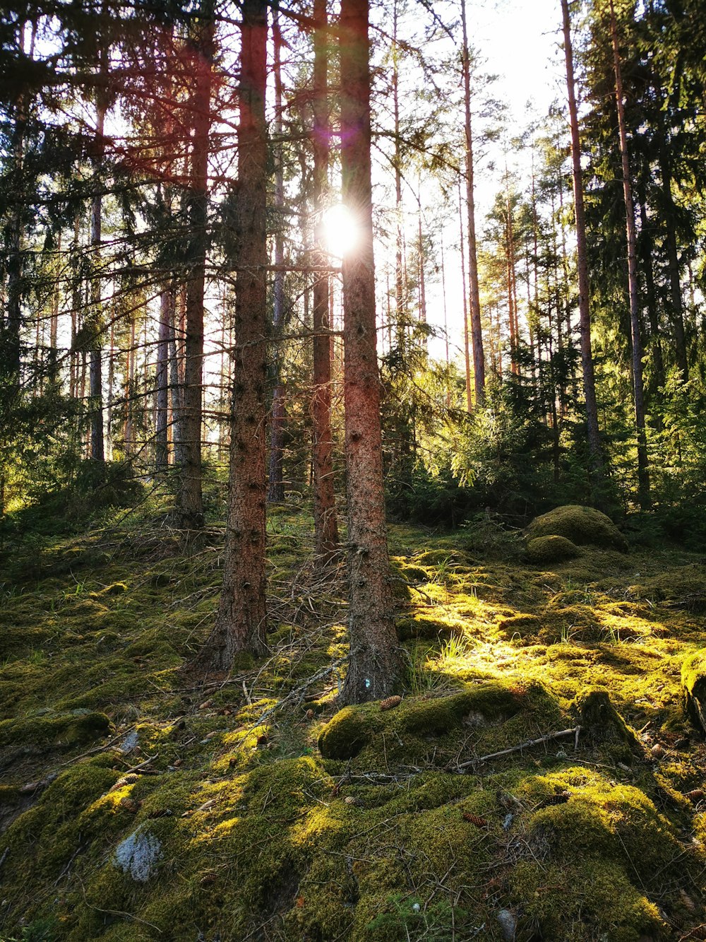 green and brown trees during daytime