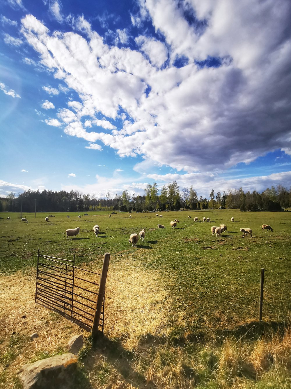 white sheep on green grass field under blue sky during daytime