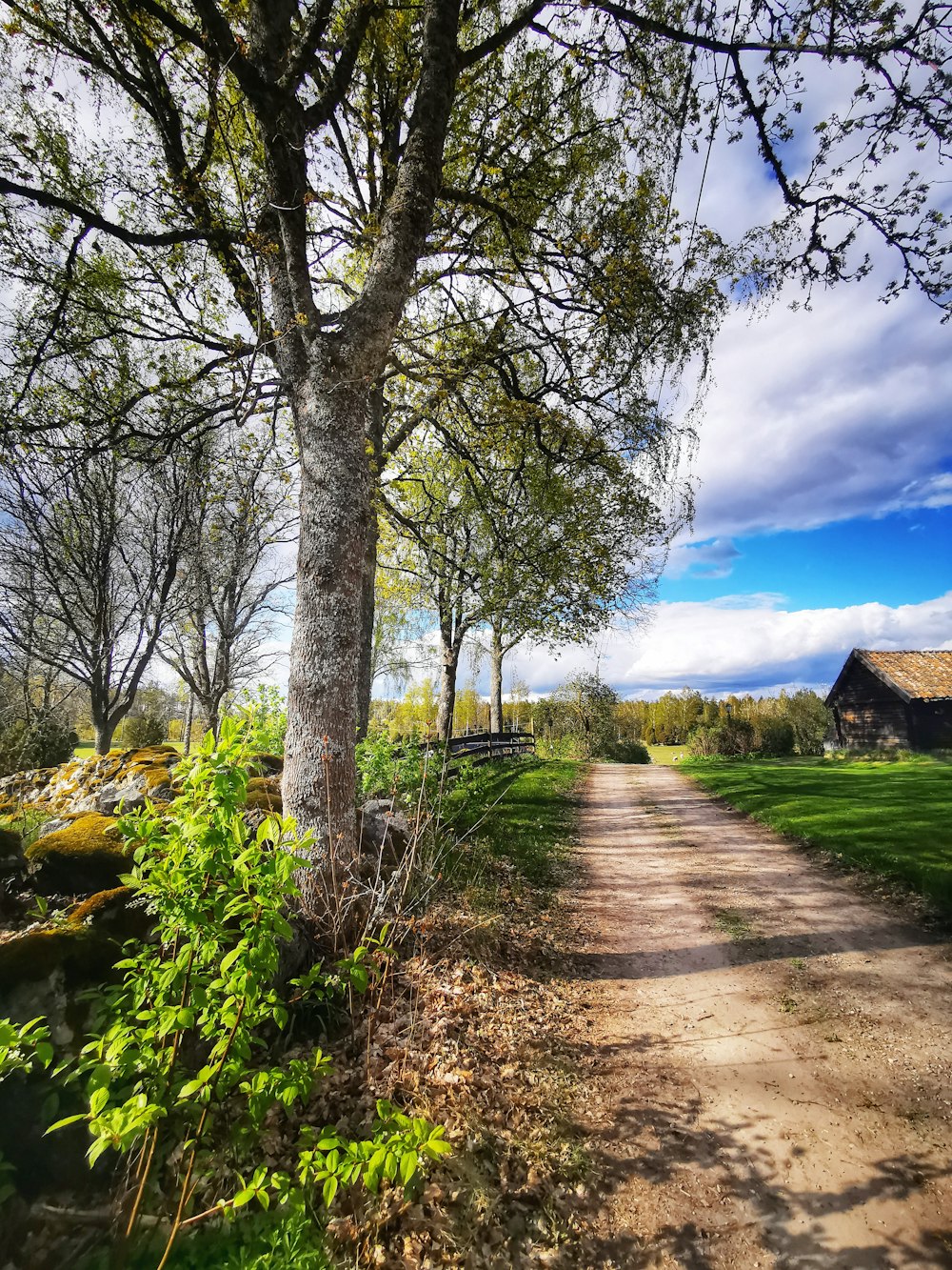 green trees on green grass field under blue sky during daytime