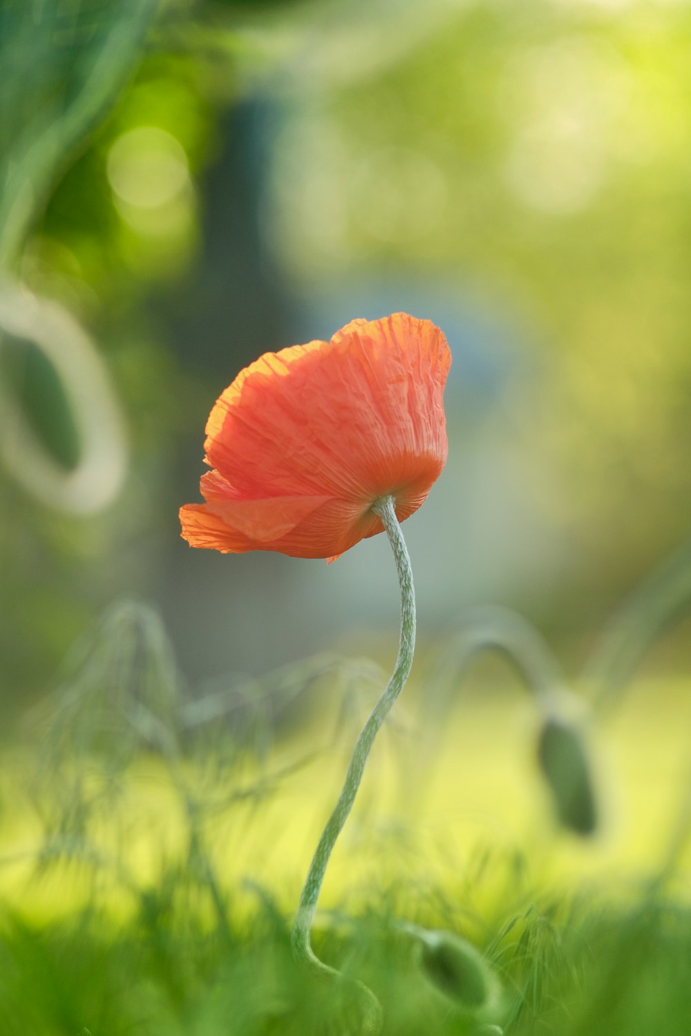 orange poppy in bloom during daytime