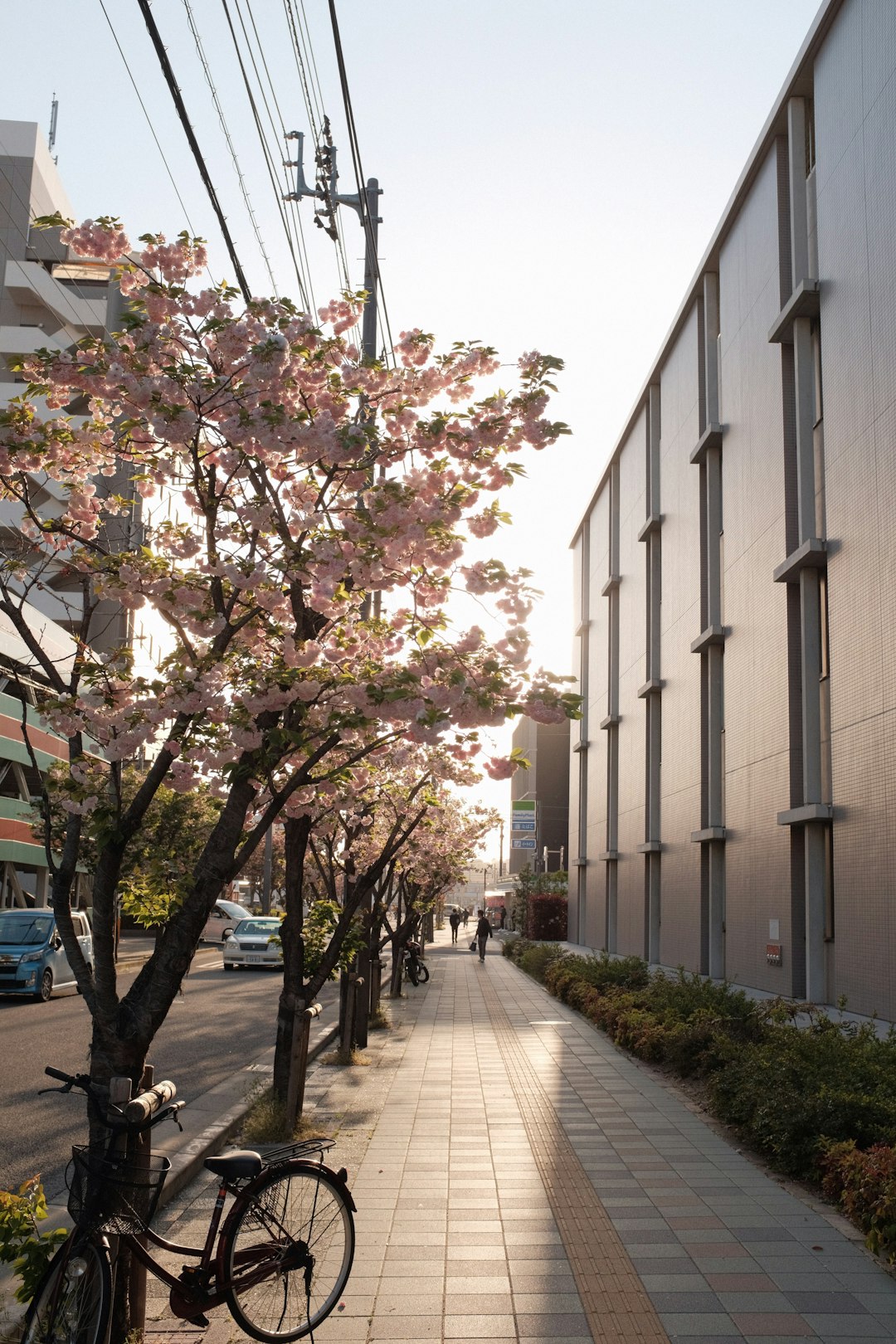 green tree in front of white concrete building