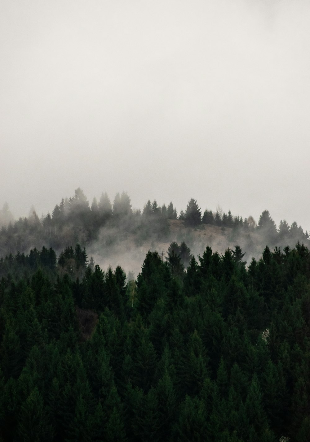 green trees under white sky during daytime