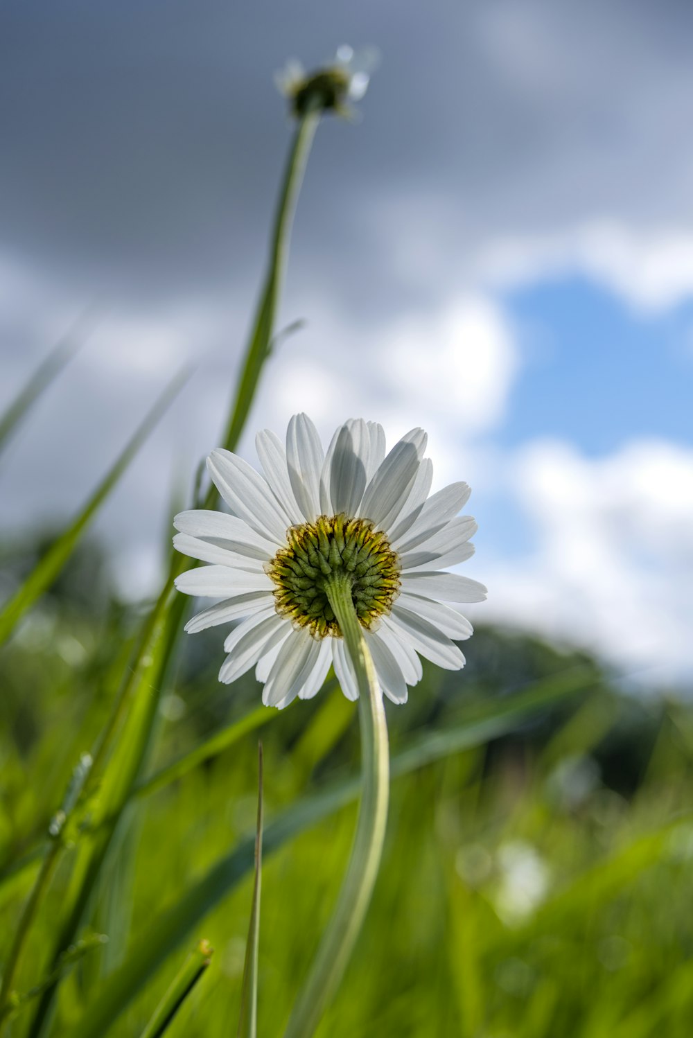 white daisy in bloom during daytime