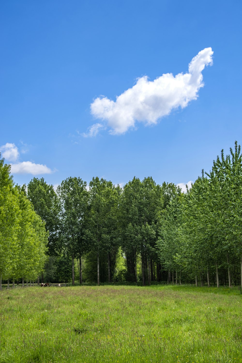 arbres verts sous le ciel bleu pendant la journée