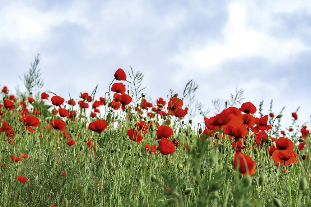 red flowers under cloudy sky during daytime