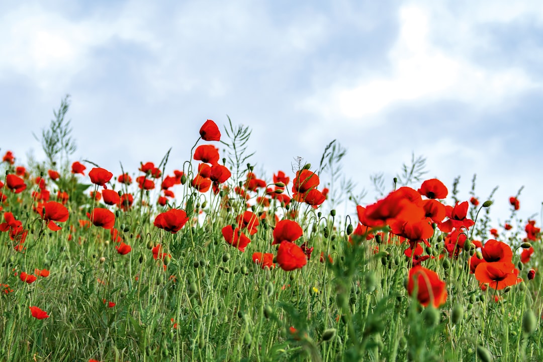 Poppy field