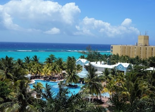 green palm trees near body of water during daytime