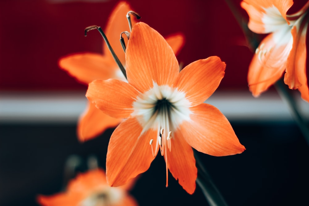 orange and white flower in tilt shift lens