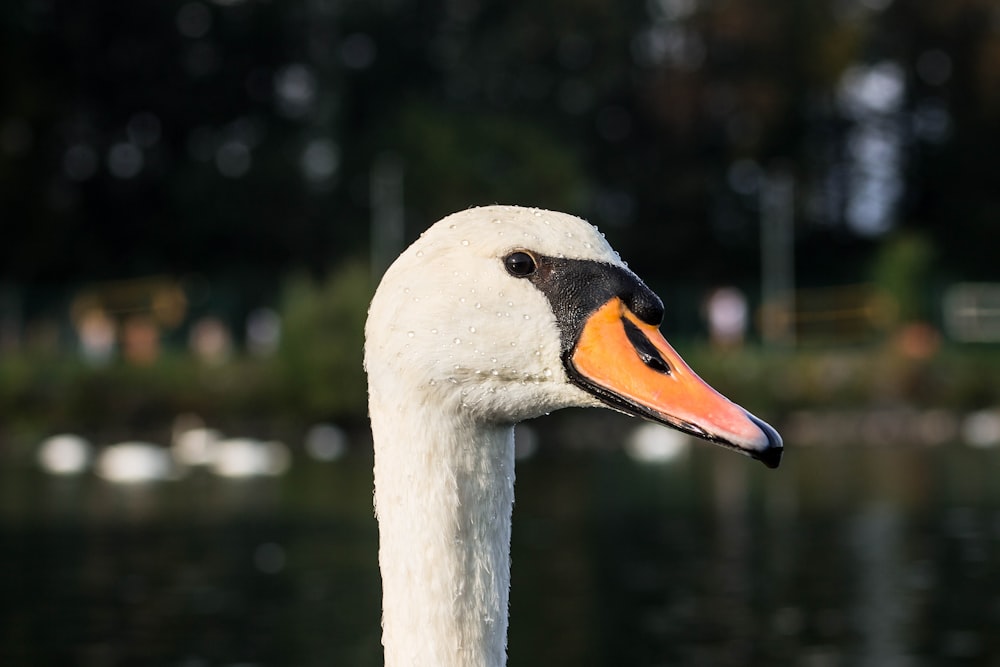 white swan in tilt shift lens