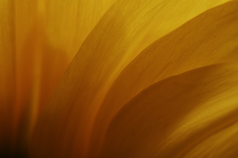 Flor amarilla en lente macro