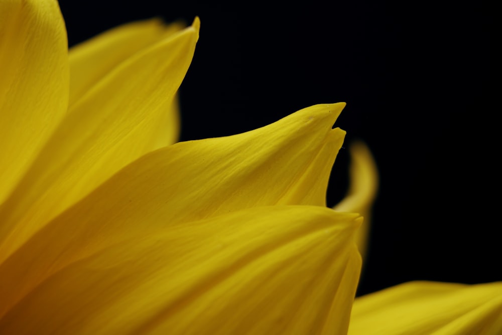 yellow flower in black background