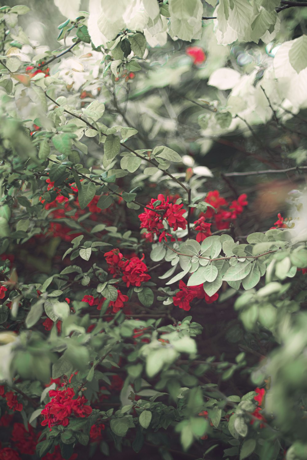 red and white flowers in tilt shift lens