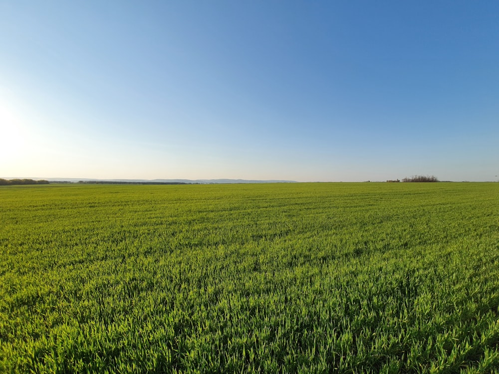 Champ d’herbe verte sous le ciel bleu pendant la journée