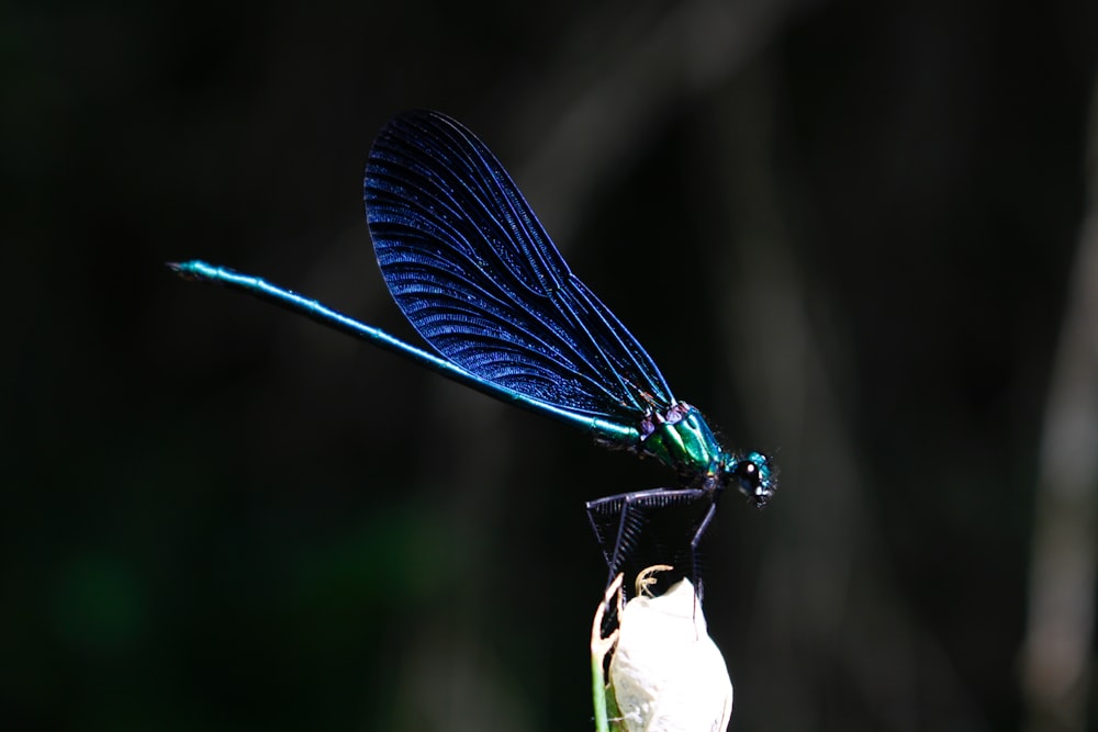 blue and black damselfly perched on green leaf in close up photography during daytime