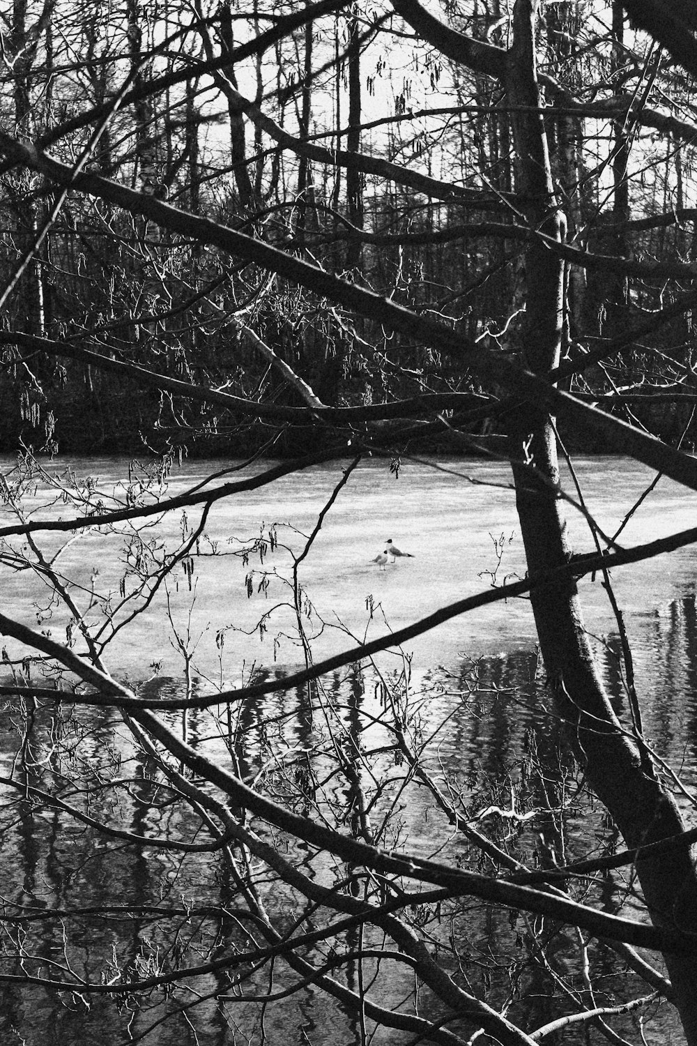 grayscale photo of trees on snow covered ground