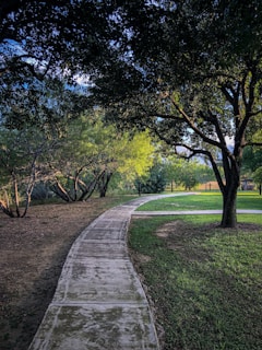 A winding path through lush green park trees on a sunny day