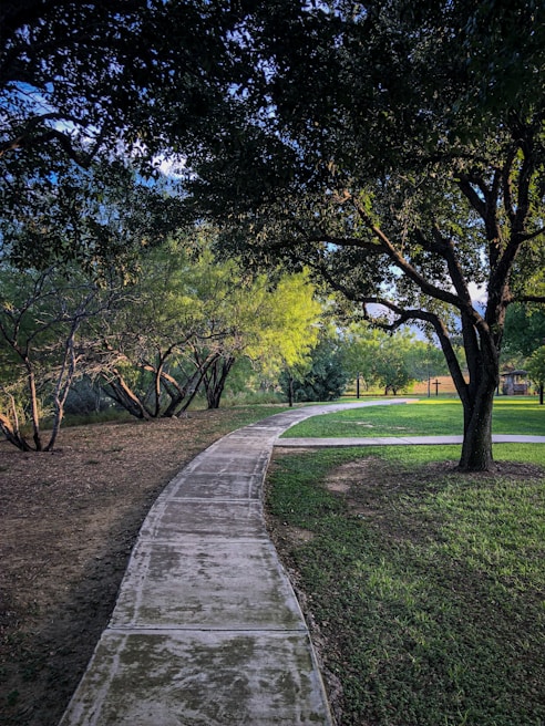 A winding path through lush green park trees on a sunny day