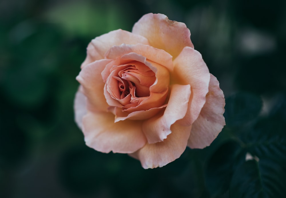 yellow rose in bloom during daytime