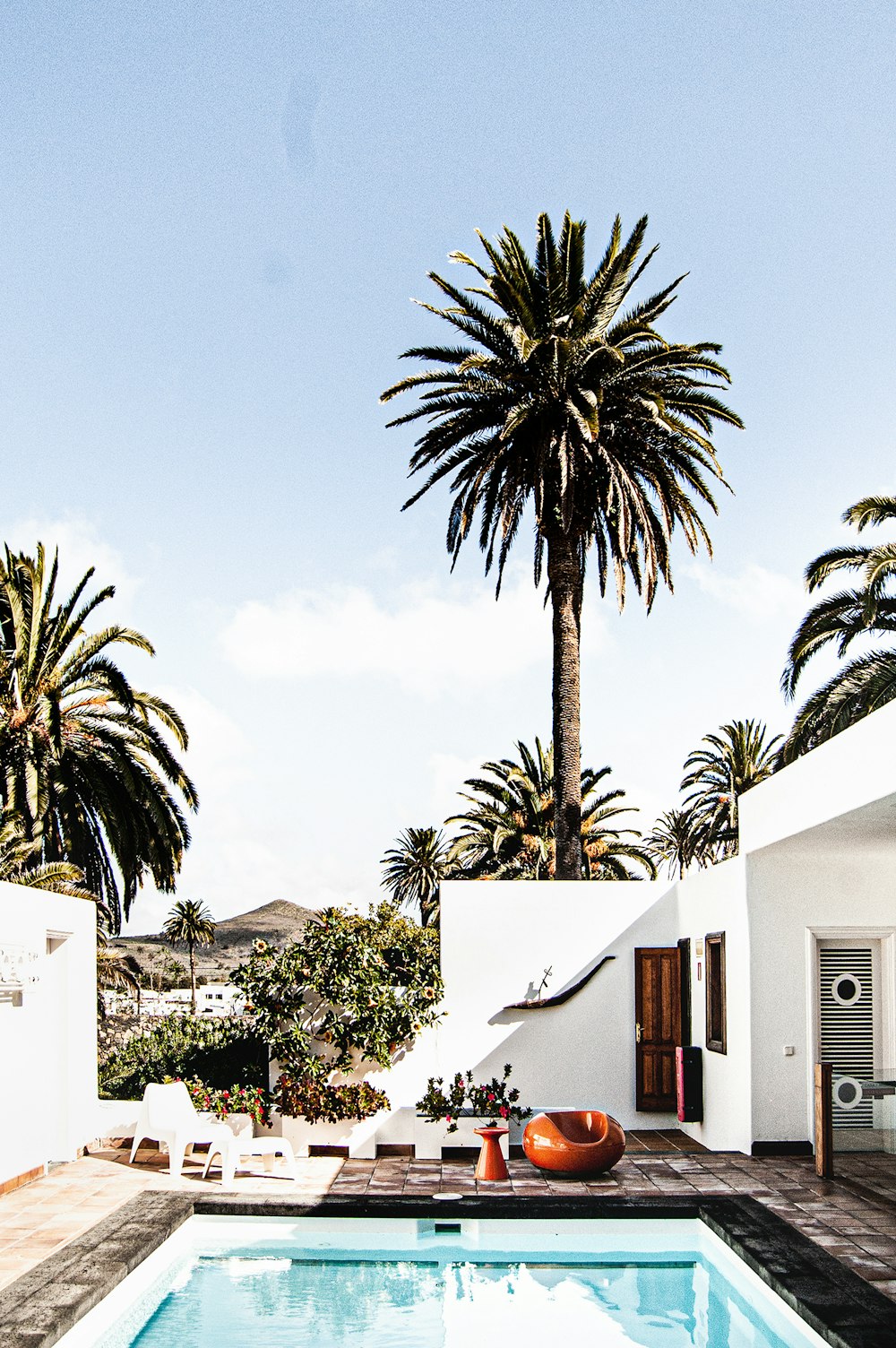 palm tree near white concrete building