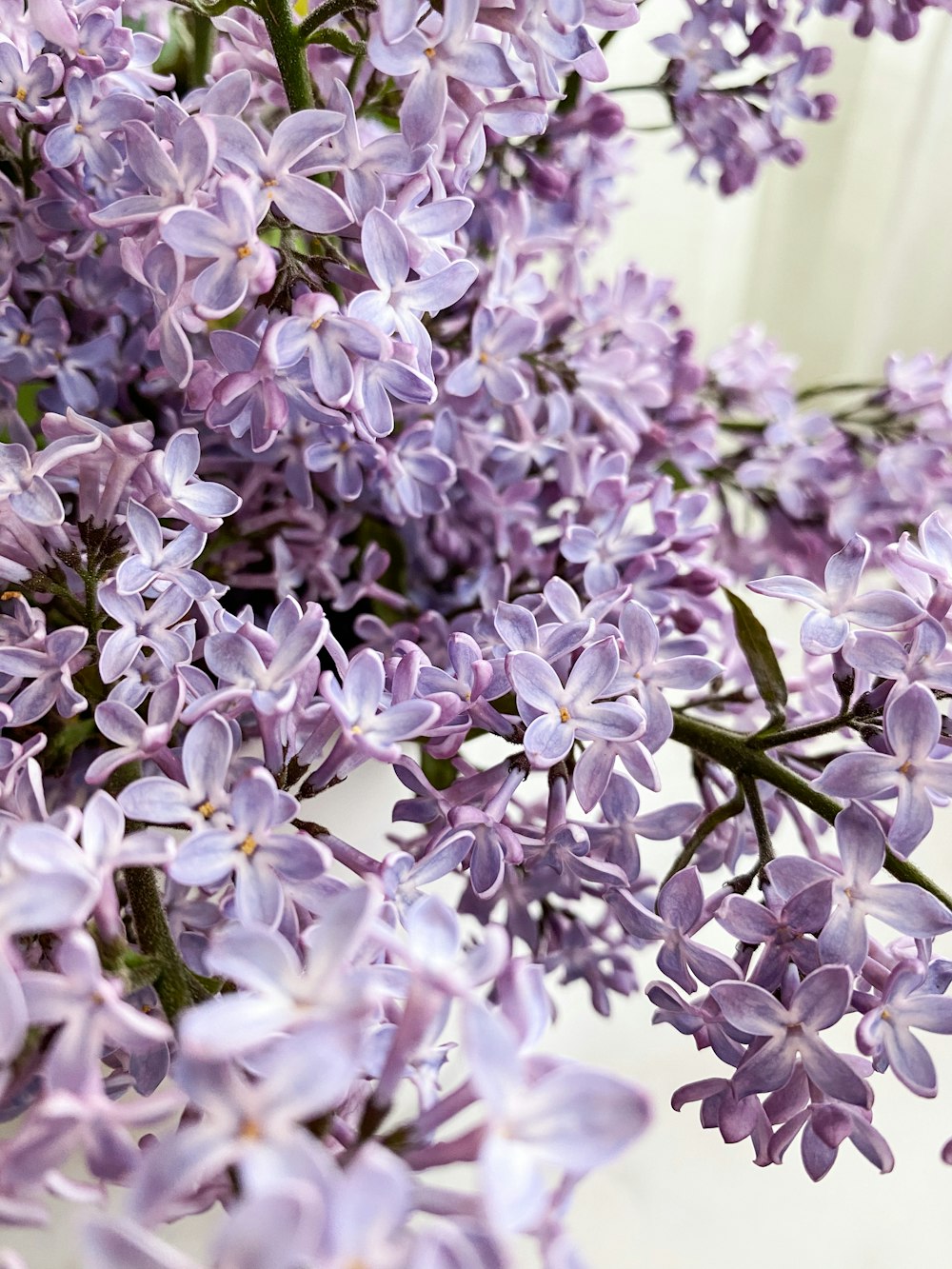 purple and white flowers in tilt shift lens