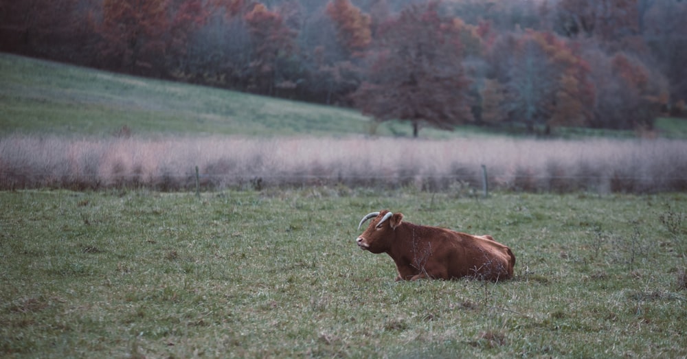 brown cow on green grass field during daytime