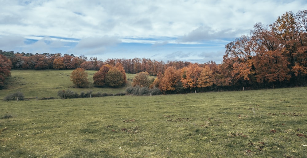 green grass field with trees under blue sky during daytime