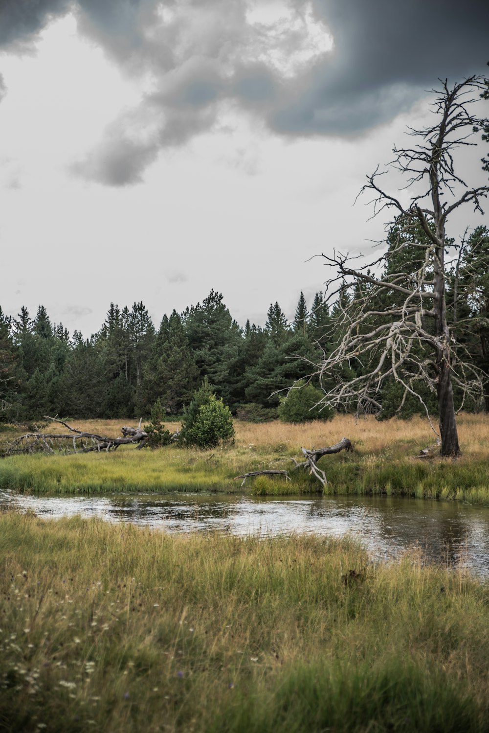 green trees beside river under cloudy sky during daytime