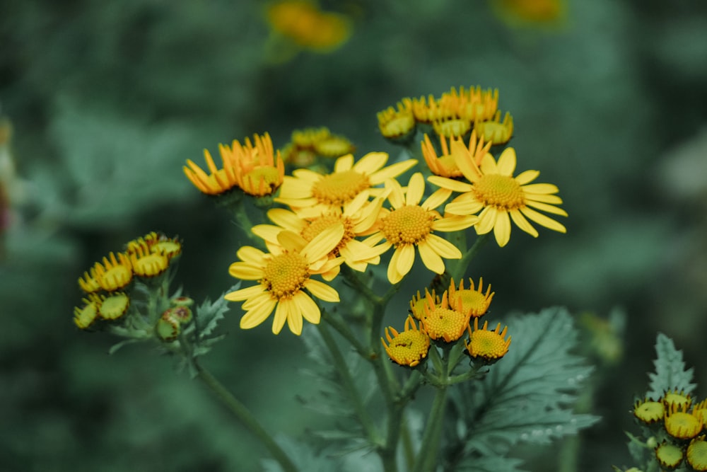 yellow flowers in tilt shift lens