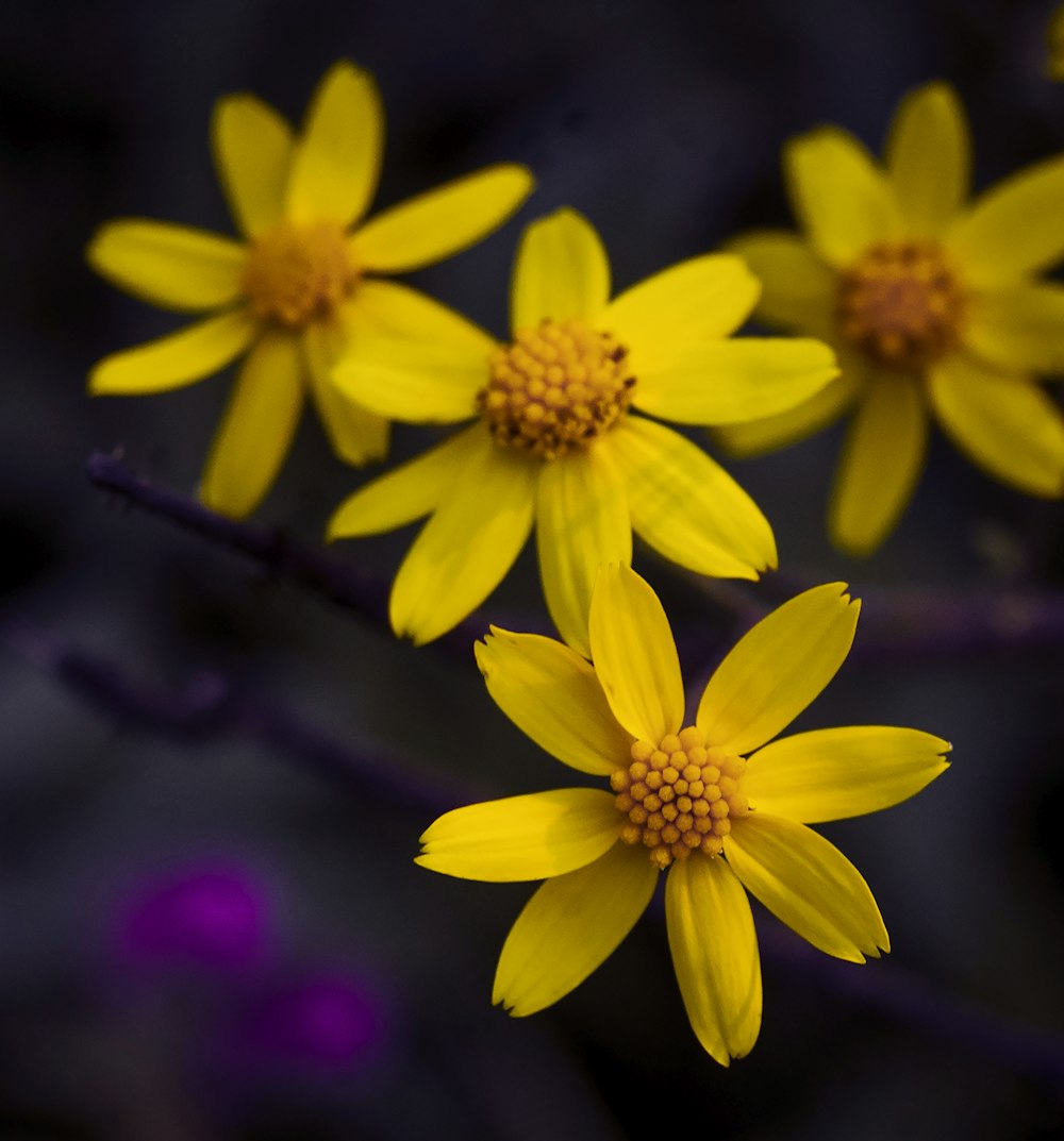 yellow flower in tilt shift lens