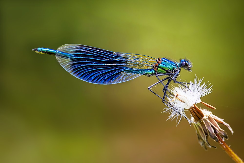 blue damselfly perched on white flower in close up photography during daytime