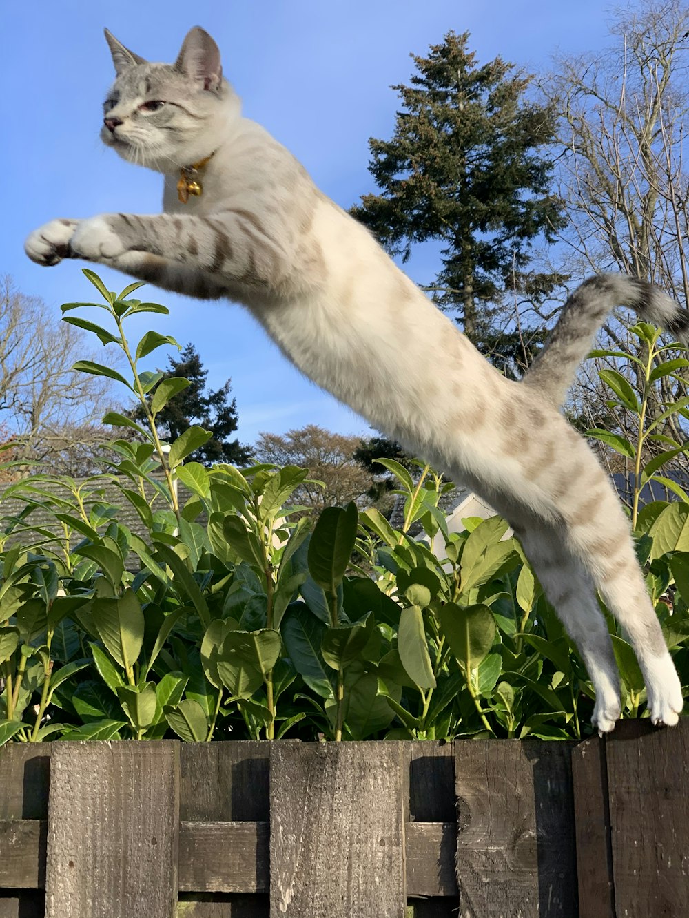 gatto bianco su recinzione di legno marrone durante il giorno