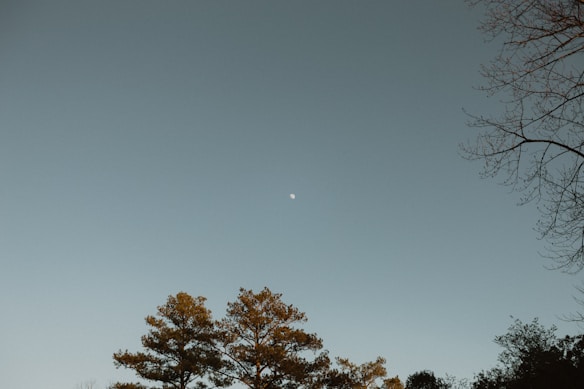 The image depicts a serene outdoor scene with a clear sky and the moon visible in the center. Tall trees are silhouetted against the sky, and some bare branches extend from the right side.