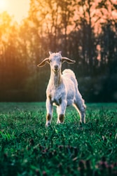 white goat on green grass field during daytime