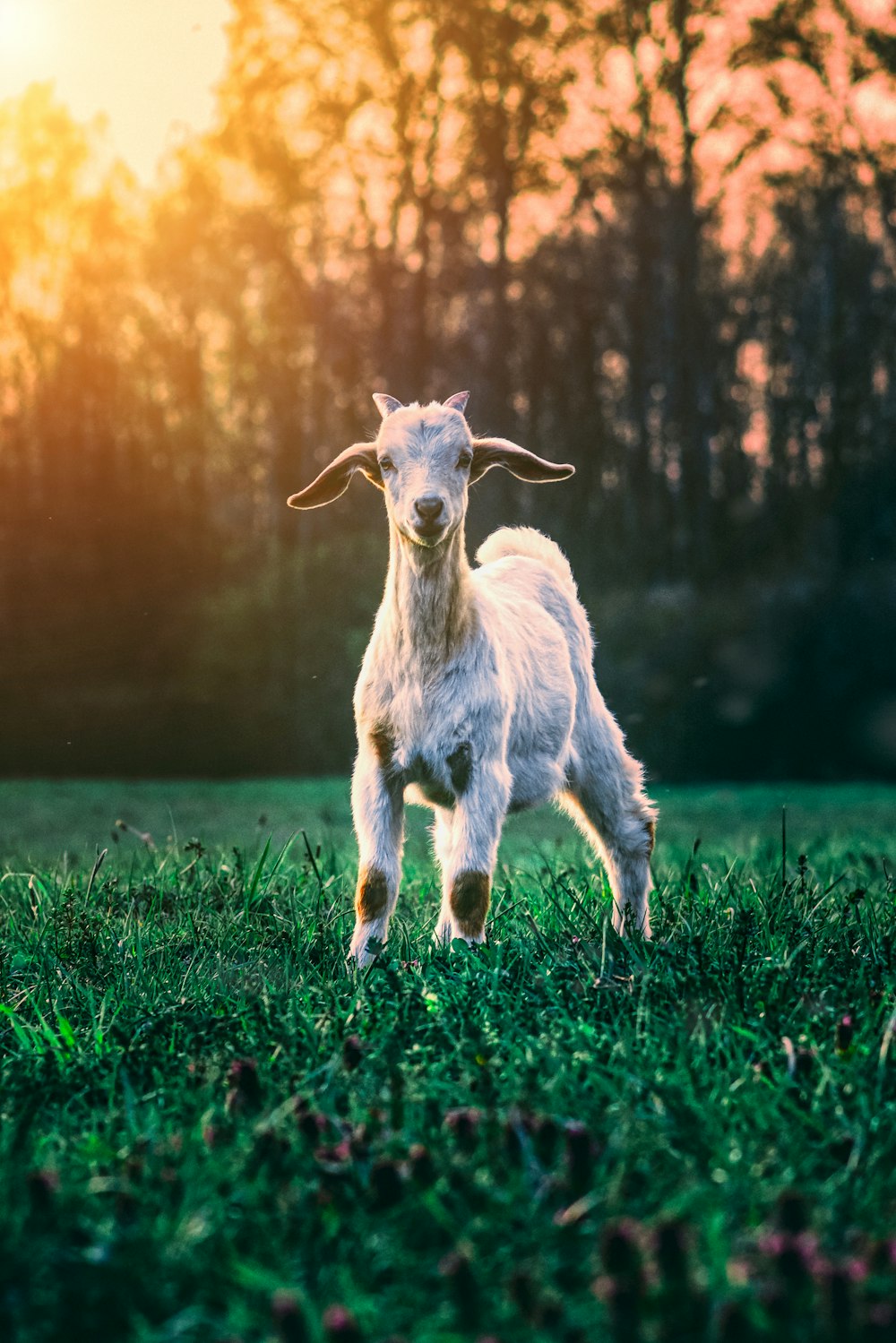 white goat on green grass field during daytime