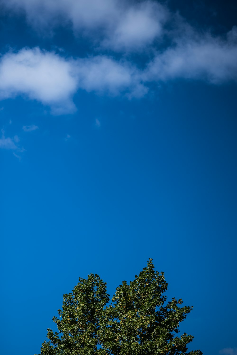 árboles verdes bajo el cielo azul durante el día