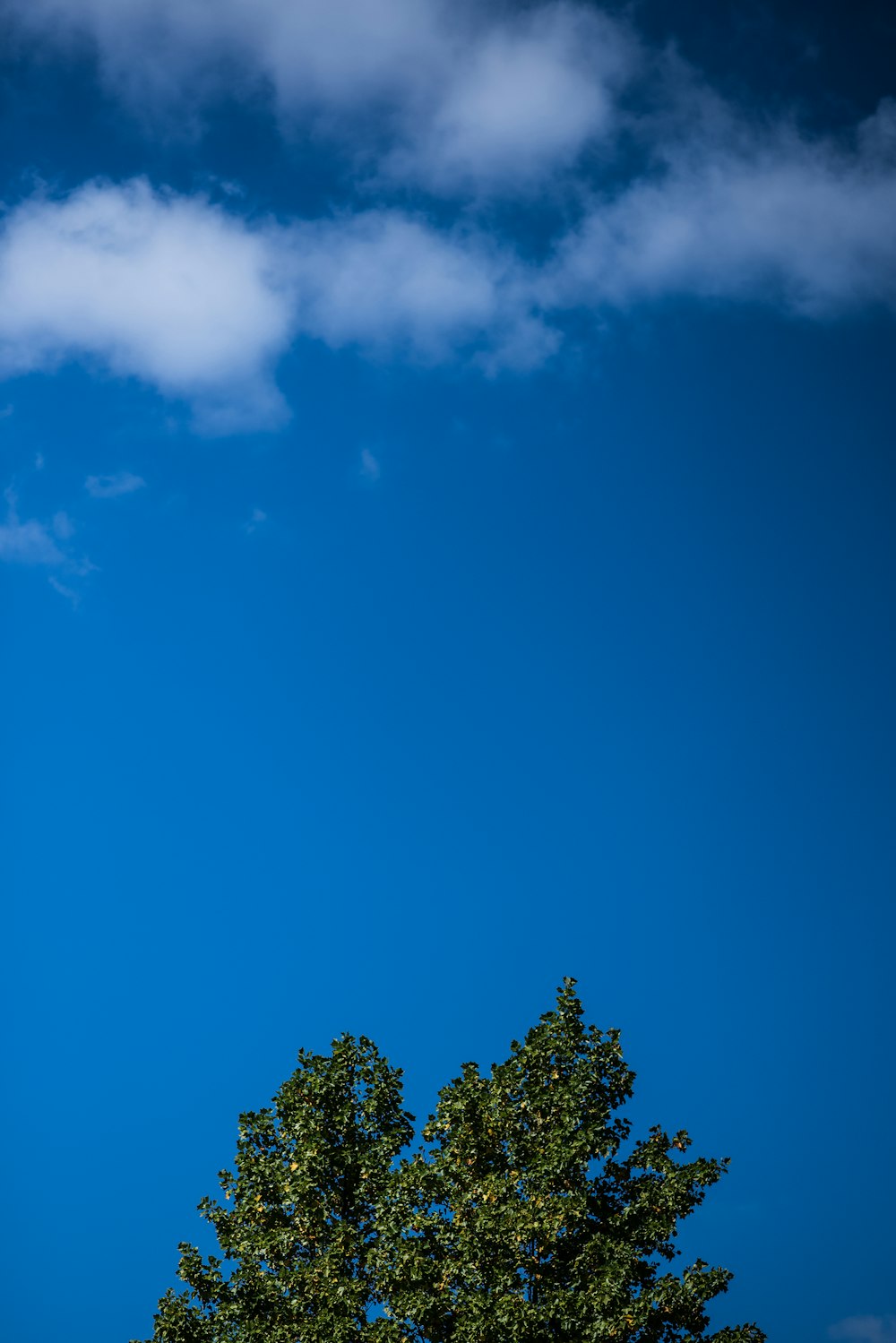 green trees under blue sky during daytime