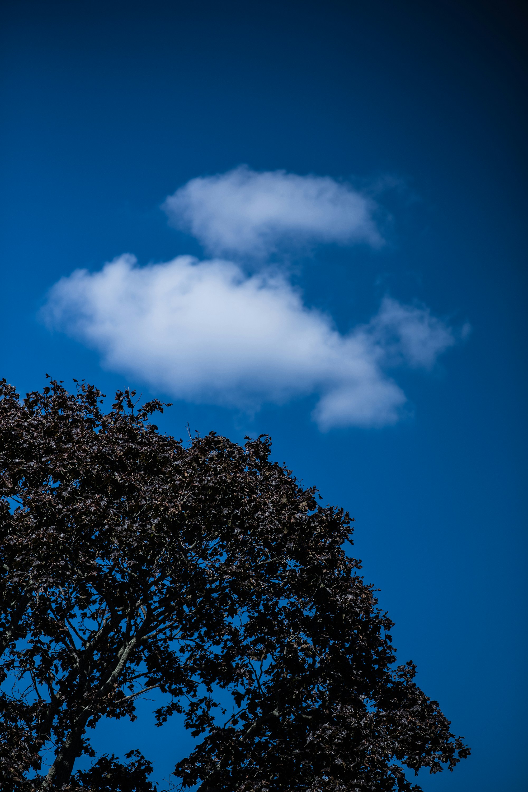 arbre vert sous ciel bleu