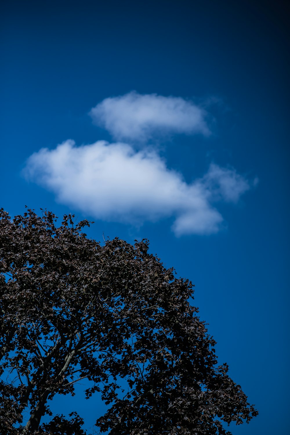 albero verde sotto il cielo blu