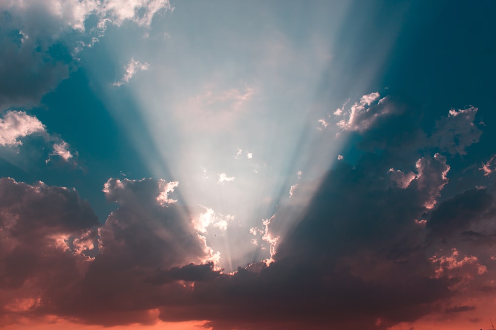 stormo di uccelli che volano sotto il cielo blu durante il giorno