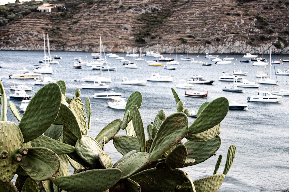 green leaves on body of water during daytime