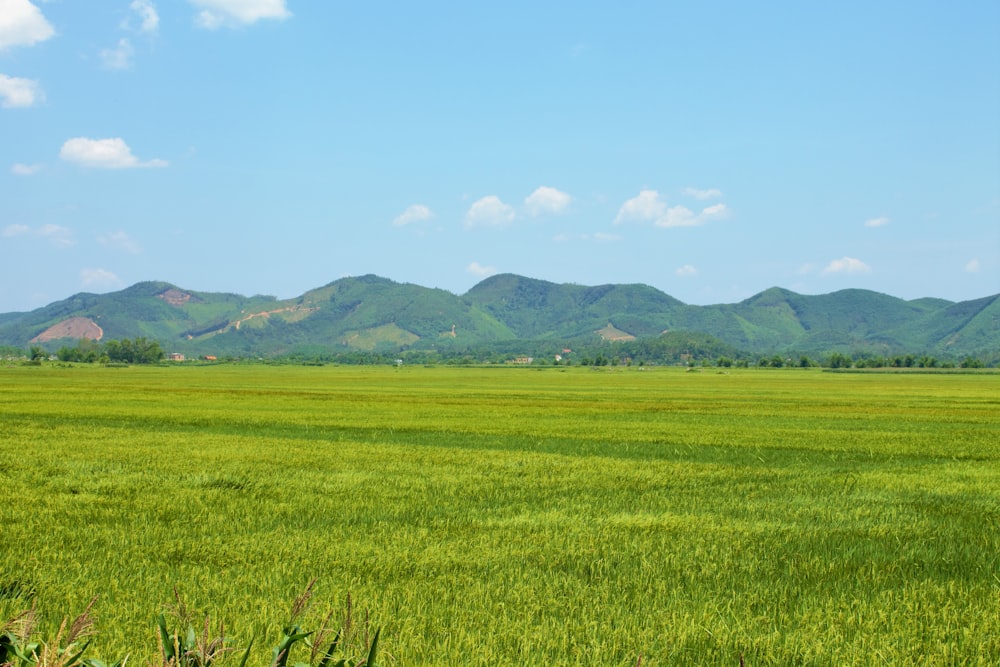 green grass field near mountain under blue sky during daytime