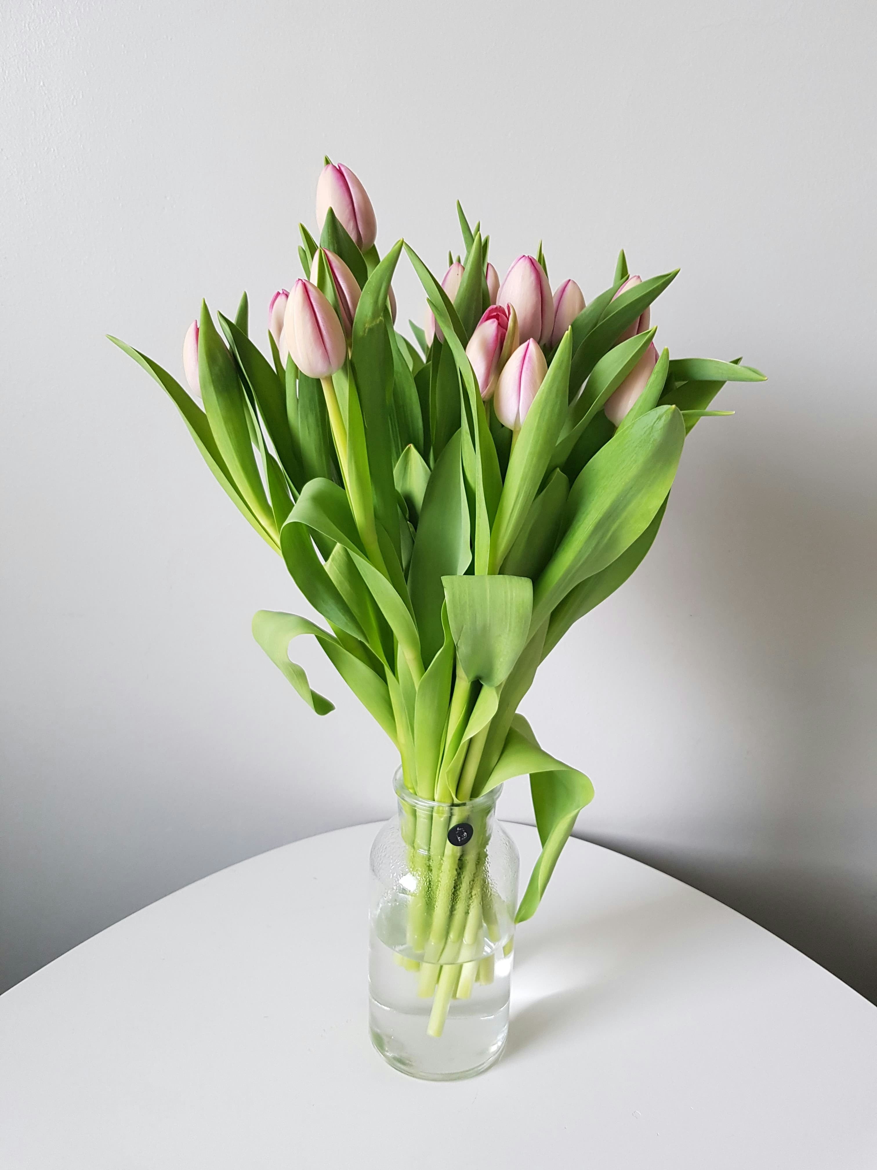 Pink tulips in clear glass vase photo Free Green Image on Unsplash